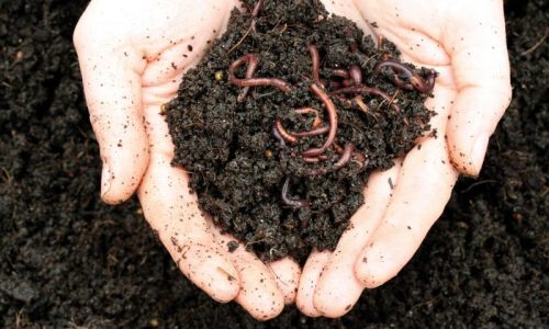 haut-de-page-je-compost-iStock_000007911356Medium haut-de-page-je-compost-iStock_000007911356Medium